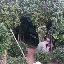 茶花5公分茶花8公分茶花12公分处理了