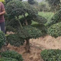 造型女贞树