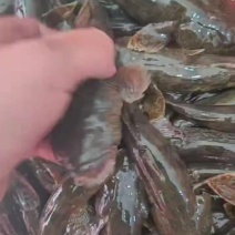土布鱼苗呆子鱼沙塘鳢成活率高