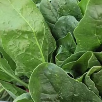 大叶菠菜