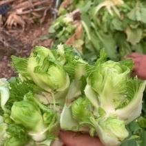 儿菜