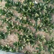 纯小棵趴地菠菜大量供应代发全国需要的老板联系