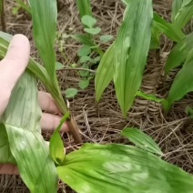 毛慈菇苗，优质品种，直播驯化苗，贵州紫花毛慈菇。