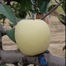 维纳斯黄金，套袋王琳苹果，脆甜多汁，口感香脆，