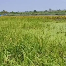 黑花甲鱼生态大湖自然生长