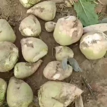 芥菜头，疙瘩大量上市中有需要老板联系我