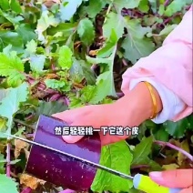 一件代发沙窝萝卜冰淇淋萝卜凤梨萝卜批发价格另谈