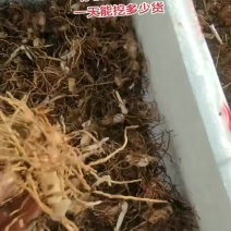 紫花中宽叶白芨