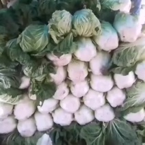 新鲜山东产冬瓜，甜脆可口，**特惠，快来选购！