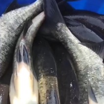 水库养殖的成品花鲢鱼，可以下塘养殖，包成活，包运输，