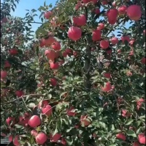 寒富苹果
