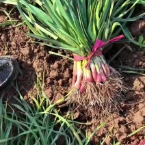 兴平红根蒜苗大量上市货源充足，合作共赢。