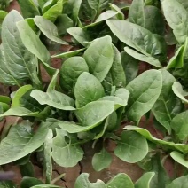 精品蔬菜