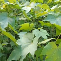 桐油苗基地