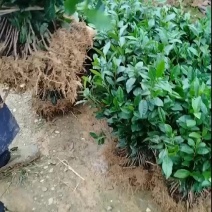 川九号茶苗，春季萌发期早，芽叶生长能力强，密度大