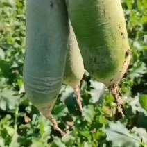 青皮萝卜