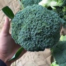 精品西兰花净菜三指傍，产地直采质量保证有售后