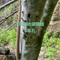 棋楠沉香