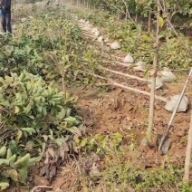 郁金香玉兰产地直发量大质优可视频看货