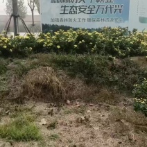金丝皇菊