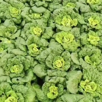 几百亩生菜黄心菜