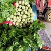 芹菜产地大量上市基地直发要多少有多少