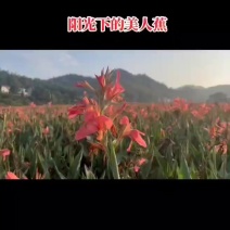 【实力推荐】河北美人蕉价格美丽量大从优欢迎购买