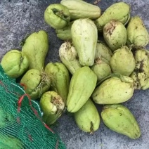 佛手瓜精品瓜种，中午装十吨，下午32吨，目前大量有货