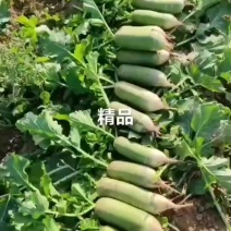 青皮萝卜