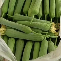 肉丝瓜大量上市中