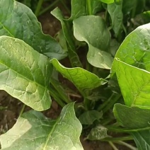 山东大叶菠菜