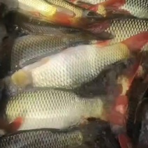 鲤鱼