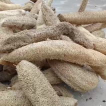 丝瓜络山东临沂的