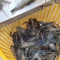 罗氏虾