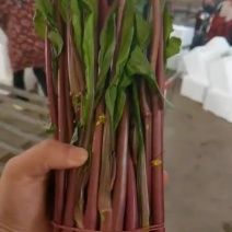 湖北精品红菜苔上市了