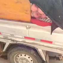 凤县高山红富士苹果