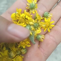 野菊花