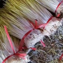 棚头现割，基地供应，物美价廉适合电商平台，全国各大市场