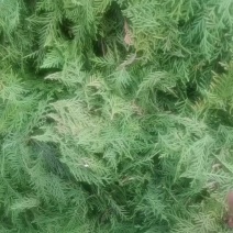 侧柏叶手采