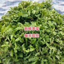 农户自种千亩荠菜