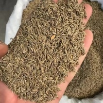 孜然印度，香味浓郁,颜色绿，干度好把短烧烤常备