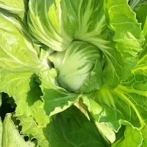芥菜芥胆大量上市