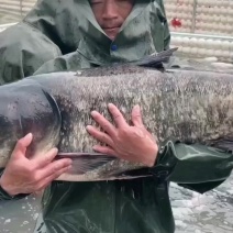 精品黑花鲢大头塘口直供20万斤供钓场5-20+大花鲢有货
