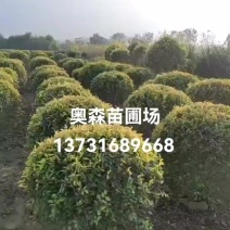 金叶榆球60-1米金叶榆球金叶榆地球矮杆金叶榆球10万棵