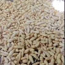 螺丝菜地环洋地瓜大量上市了批发市场平台货