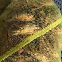 江苏大闸蟹诚信经营规格齐全批发商电商酒店自助餐