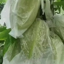 香蜜杨桃大量供应，保质保量，口感脆甜多汁无渣光亮