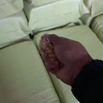 压缩稻壳发宜昌装货中