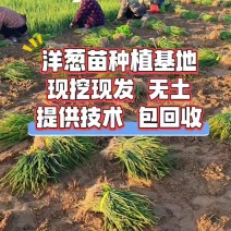 二红洋葱苗现挖现发，无土无杂质，红皮洋葱苗子提供种技术