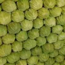 绿甘蓝